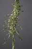 <em>Himantoglossum hircinum</em>